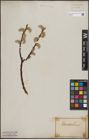 Foto von Salix caprea L.